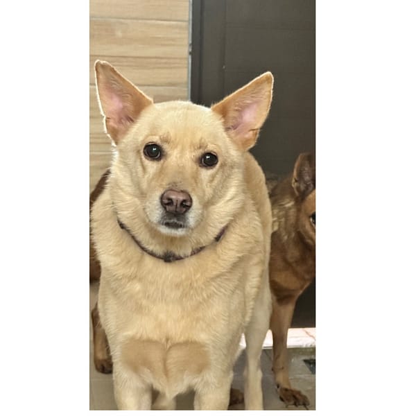 【待認養】混種犬 狗 (男生) - 新北市瑞芳區公立動物之家