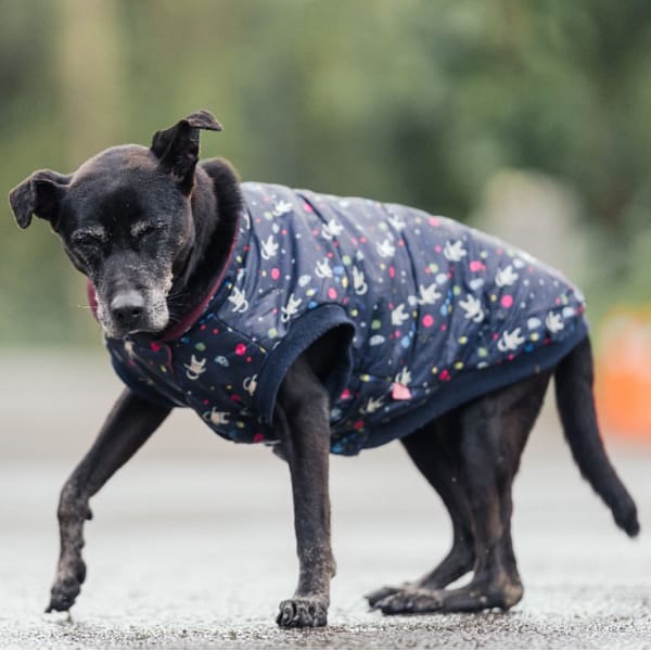 【待認養】混種犬 狗 (女生) - 新北市中和區公立動物之家