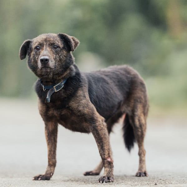 【待認養】混種犬 狗 (女生) - 新北市中和區公立動物之家