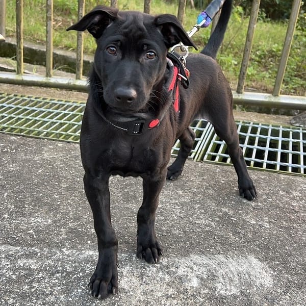 【待認養】混種犬 狗 (男生) - 新北市三芝區公立動物之家