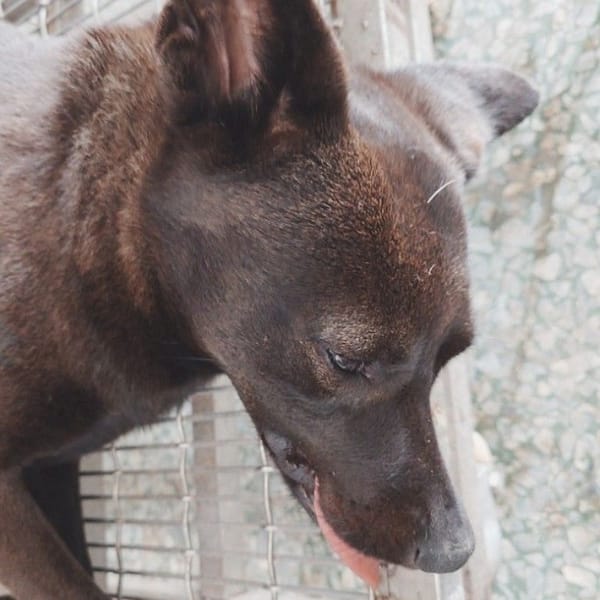 【待認養】混種犬 狗 (女生) - 臺南市動物之家善化站