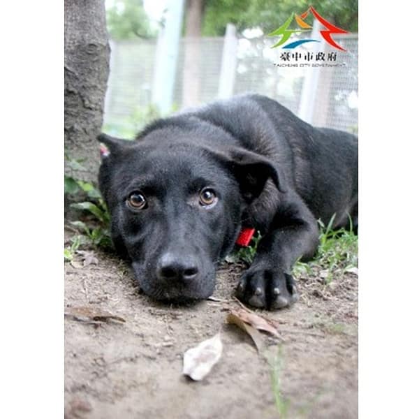 【待認養】混種犬 狗 (女生) - 臺中市動物之家后里園區