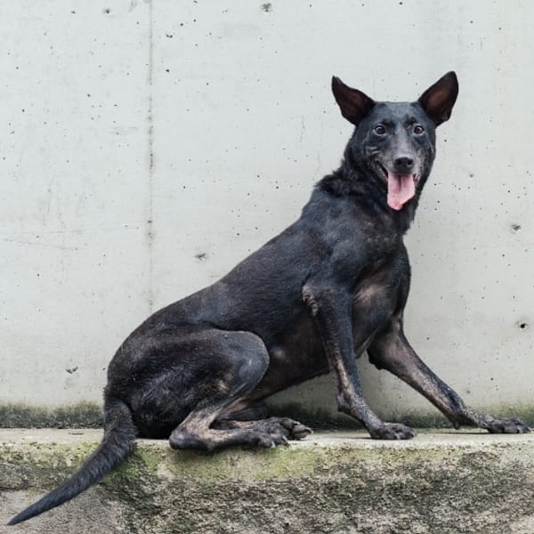 【待認養】混種犬 狗 (女生) - 新北市淡水區公立動物之家