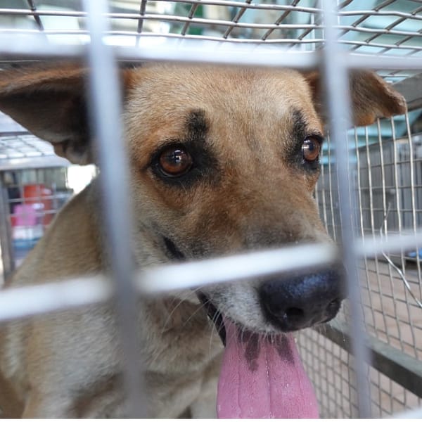 【待認養】混種犬 狗 (男生) - 臺南市動物之家灣裡站