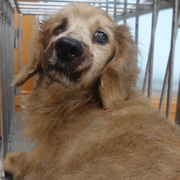 【待認養】其他 狗 (男生) - 臺南市動物之家灣裡站