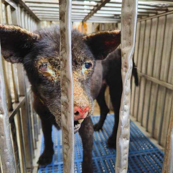 【待認養】混種犬 狗 (女生) - 新北市淡水區公立動物之家