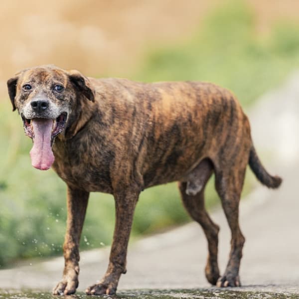 【待認養】混種犬 狗 (男生) - 新北市新店區公立動物之家