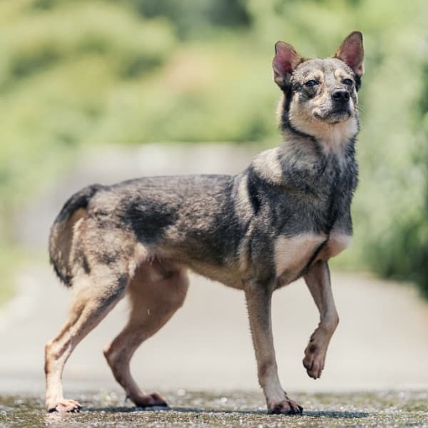 【待認養】混種犬 狗 (男生) - 新北市新店區公立動物之家
