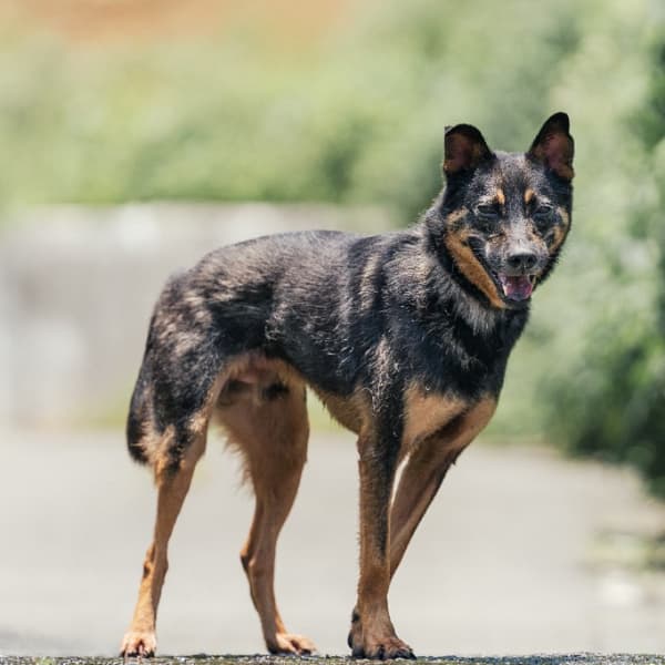 【待認養】混種犬 狗 (男生) - 新北市新店區公立動物之家