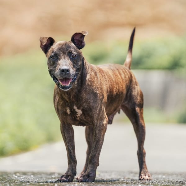 【待認養】比特犬 狗 (男生) - 新北市新店區公立動物之家
