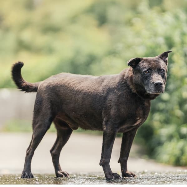 【待認養】混種犬 狗 (男生) - 新北市新店區公立動物之家