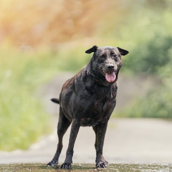 【待認養】混種犬 狗 (女生) - 新北市新店區公立動物之家