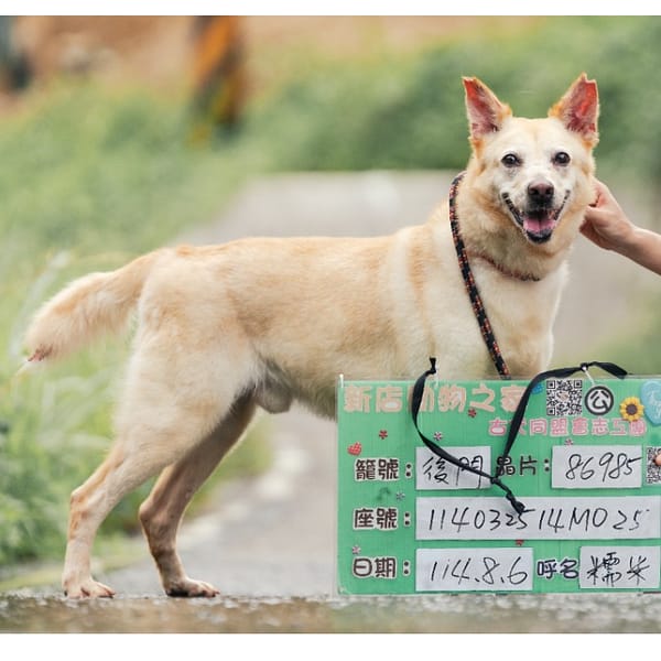 【待認養】混種犬 狗 (男生) - 新北市新店區公立動物之家