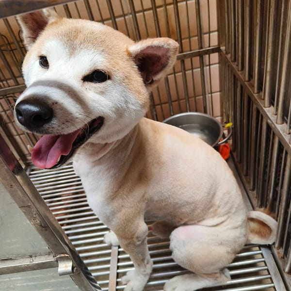 【待認養】柴犬 狗 (男生) - 新北市淡水區公立動物之家