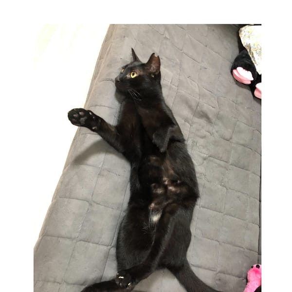 【待認養】混種貓 貓 (男生) - 臺南市動物之家灣裡站