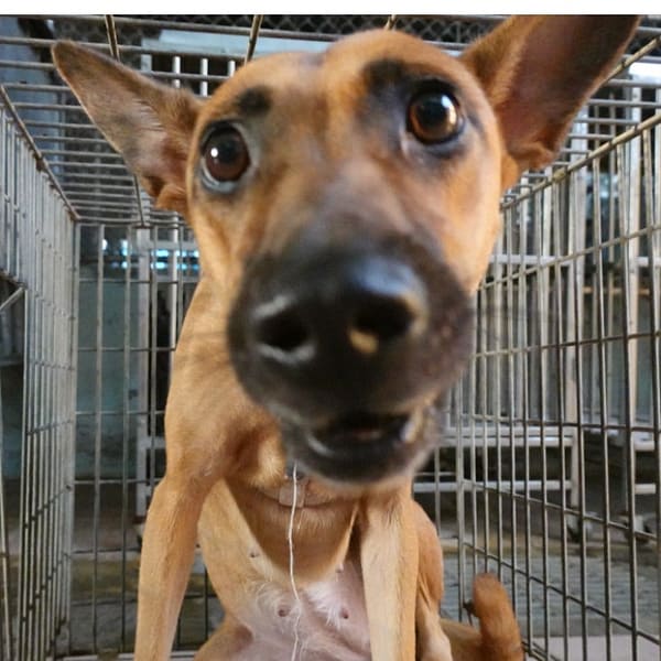 【待認養】混種犬 狗 (女生) - 臺南市動物之家灣裡站