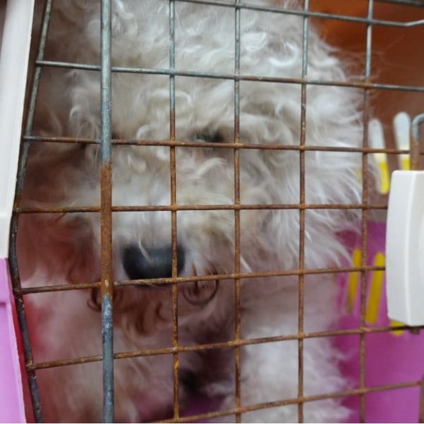 【待認養】比熊犬 狗 (女生) - 臺南市動物之家灣裡站