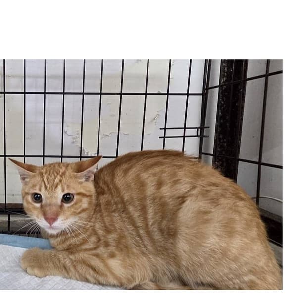 【待認養】混種貓 貓 (男生) - 臺北市動物之家