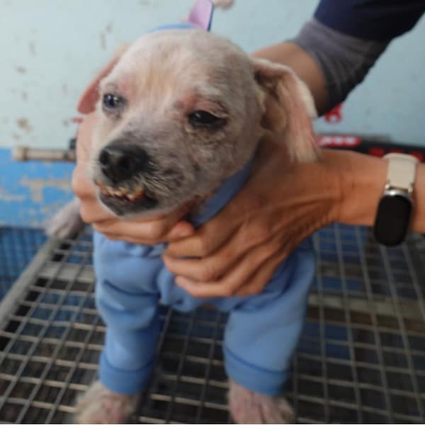 【待認養】瑪爾濟斯犬 狗 (男生) - 臺南市動物之家灣裡站