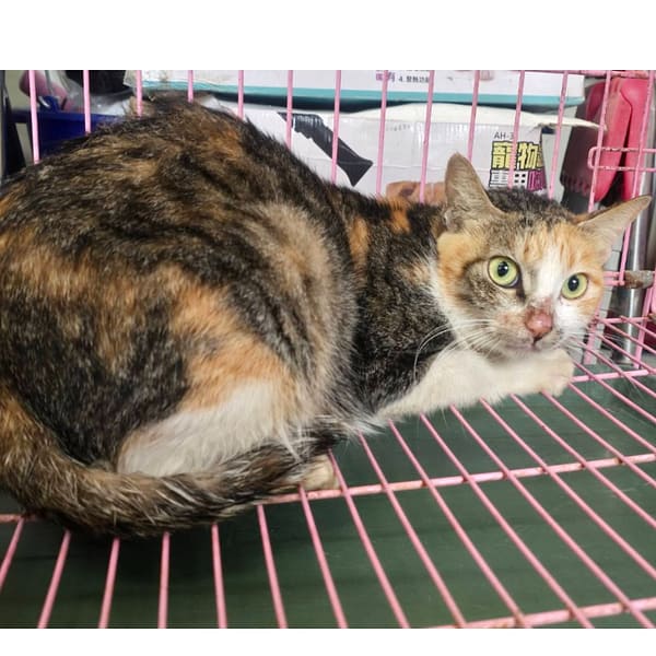 【待認養】混種貓 貓 (女生) - 臺北市動物之家
