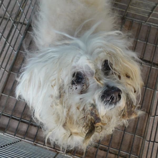 【待認養】瑪爾濟斯犬 狗 (男生) - 臺南市動物之家灣裡站