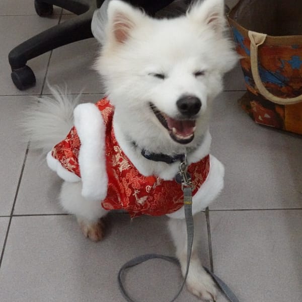 【待認養】日本狐狸犬 狗 (男生) - 臺南市動物之家灣裡站