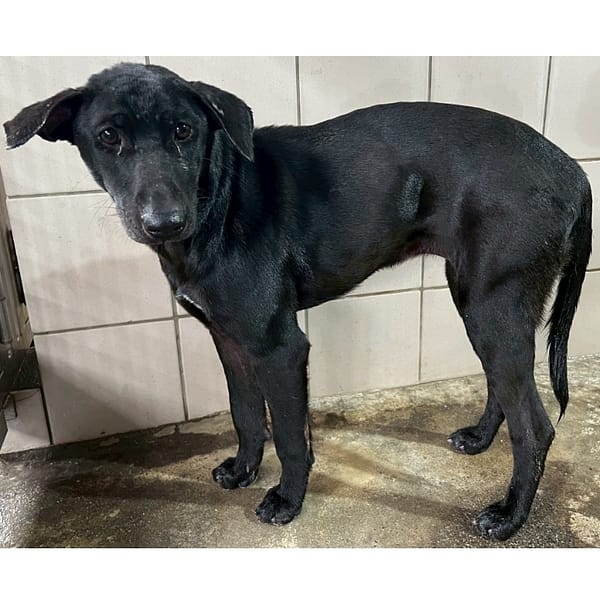 【待認養】混種犬 狗 (女生) - 花蓮縣狗貓躍動園區