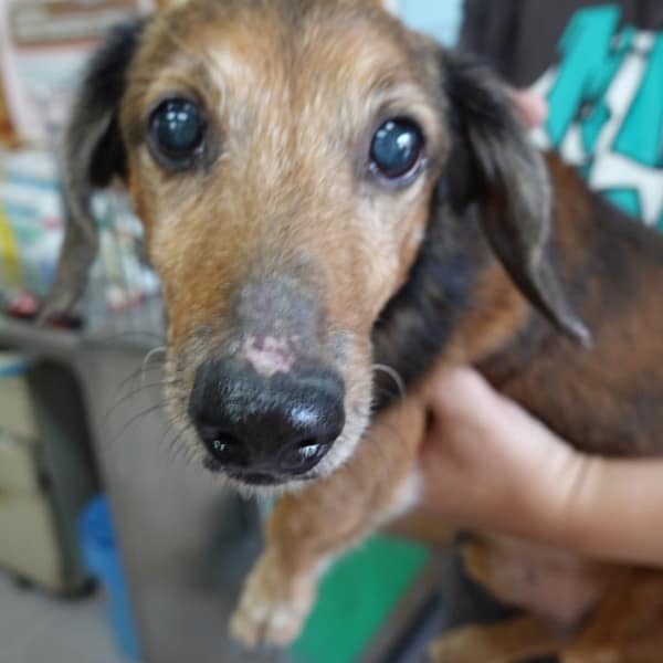 【待認養】臘腸犬 狗 (男生) - 臺南市動物之家灣裡站