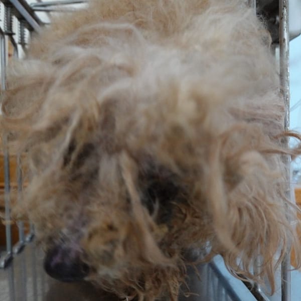 【待認養】貴賓犬 狗 (女生) - 臺南市動物之家灣裡站