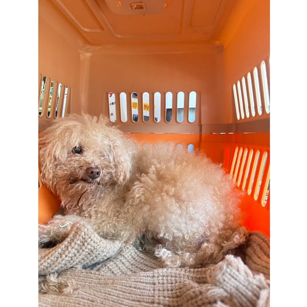 【待認養】貴賓犬 狗 (男生) - 新北市板橋區公立動物之家