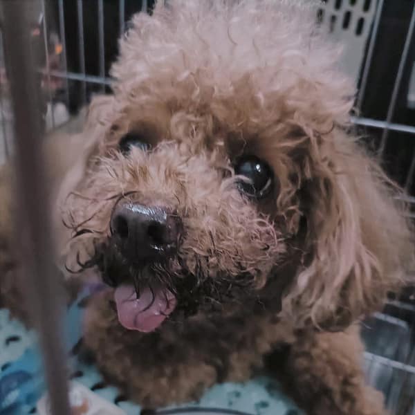 【待認養】標準貴賓犬 狗 (女生) - 新北市新店區公立動物之家