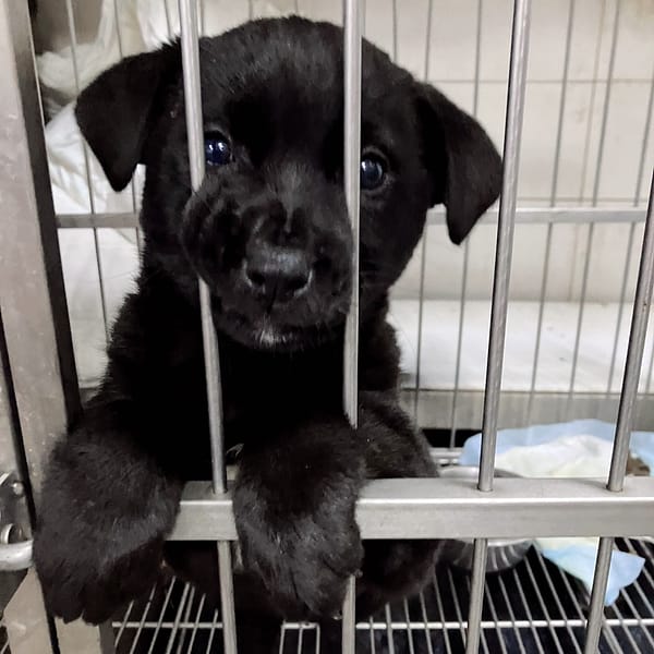 【待認養】混種犬 狗 (女生) - 新北市新店區公立動物之家