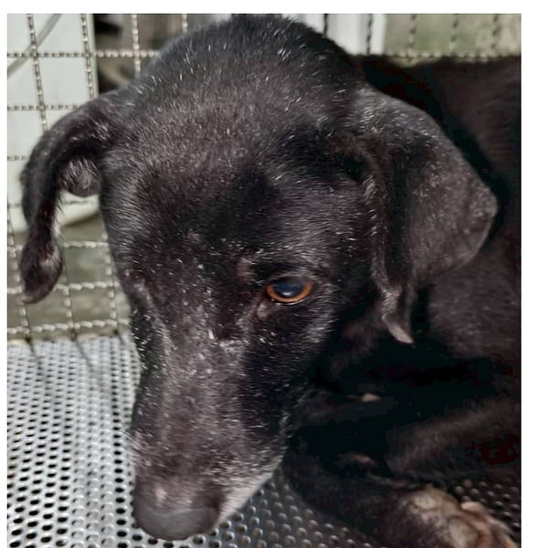 【待認養】混種犬 狗 (男生) - 新北市三芝區公立動物之家