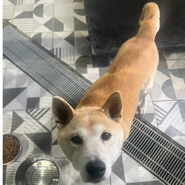 【待認養】柴犬 狗 (男生) - 苗栗縣動物保護教育園區