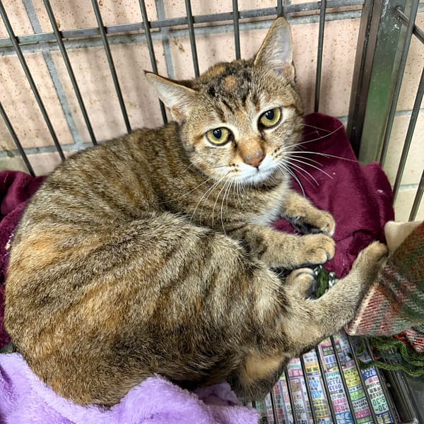 【待認養】混種貓 貓 (女生) - 新北市淡水區公立動物之家