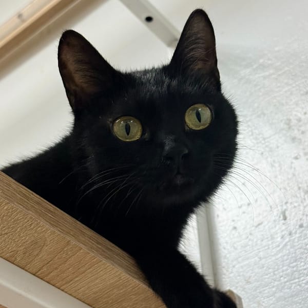 【待認養】混種貓 貓 (女生) - 臺南市動物之家灣裡站