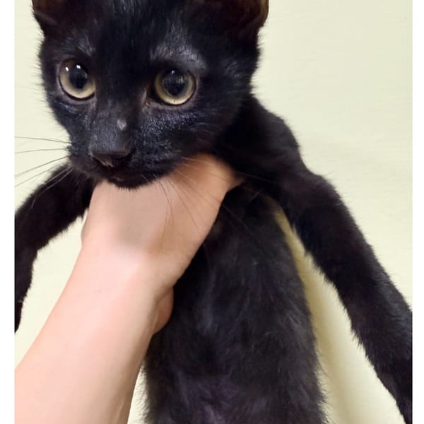 【待認養】混種貓 貓 (男生) - 臺南市動物之家灣裡站