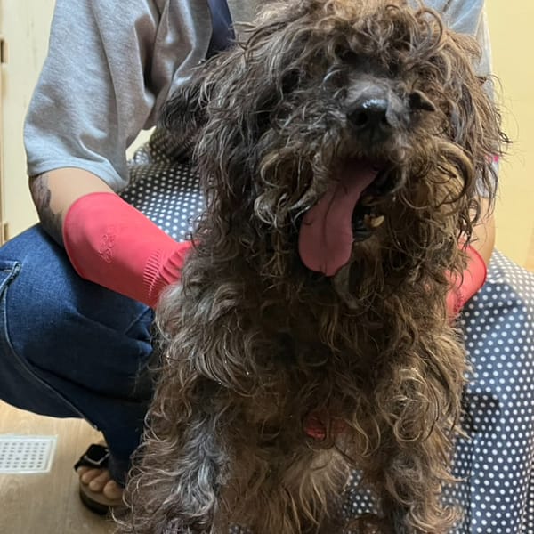 【待認養】混種犬 狗 (女生) - 新北市瑞芳區公立動物之家