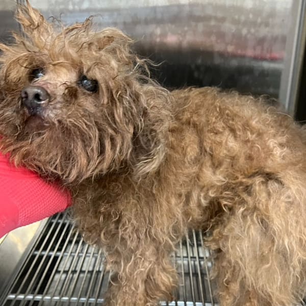 【待認養】貴賓犬 狗 (男生) - 新北市瑞芳區公立動物之家