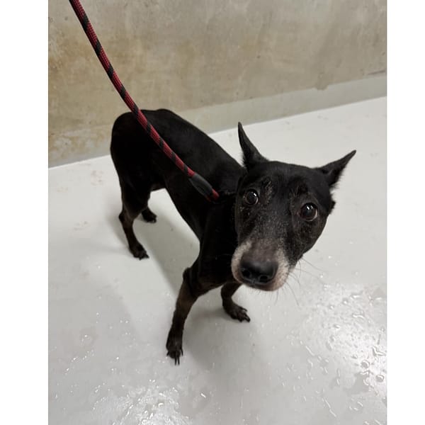 【待認養】混種犬 狗 (未知) - 基隆市寵物銀行