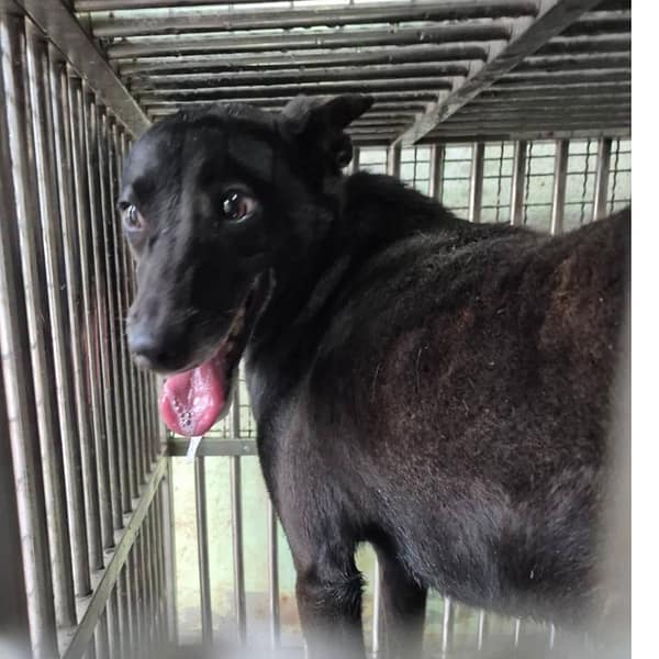 【待認養】混種犬 狗 (男生) - 臺南市動物之家善化站