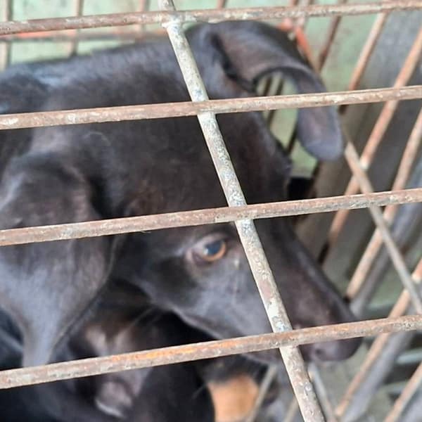 【待認養】混種犬 狗 (女生) - 臺南市動物之家善化站