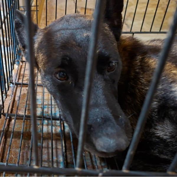 【待認養】混種犬 狗 (男生) - 臺南市動物之家善化站