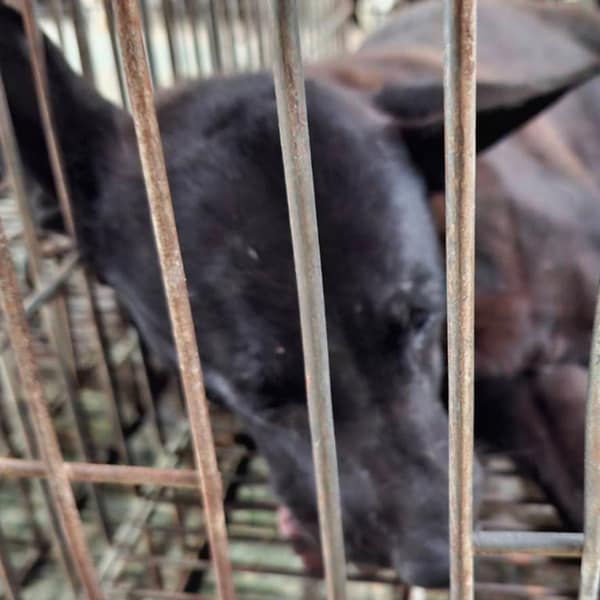 【待認養】混種犬 狗 (女生) - 臺南市動物之家善化站