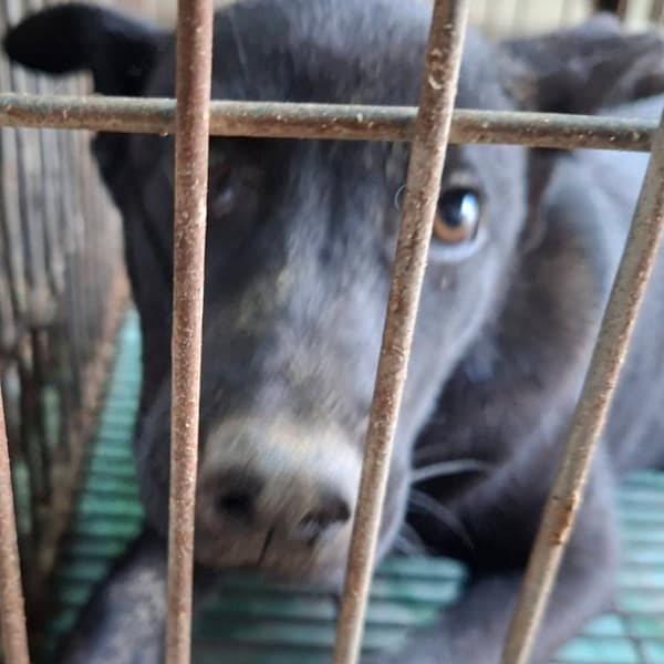 【待認養】混種犬 狗 (女生) - 臺南市動物之家善化站