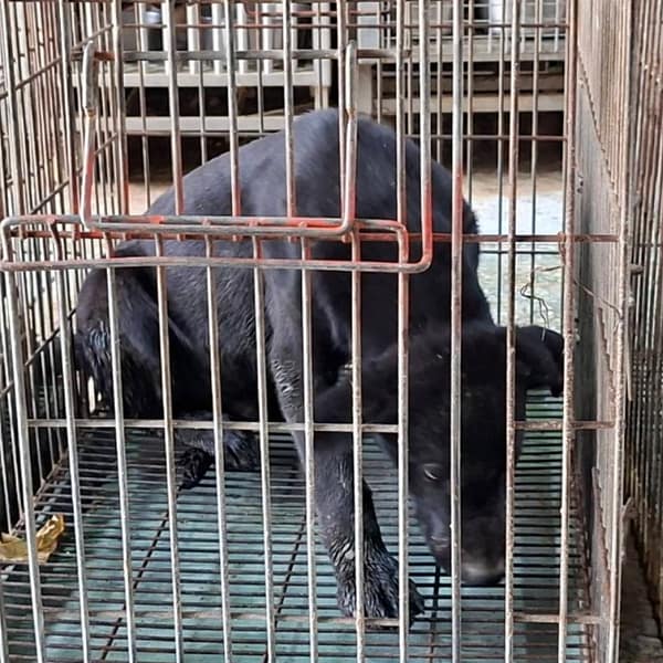 【待認養】混種犬 狗 (男生) - 臺南市動物之家善化站