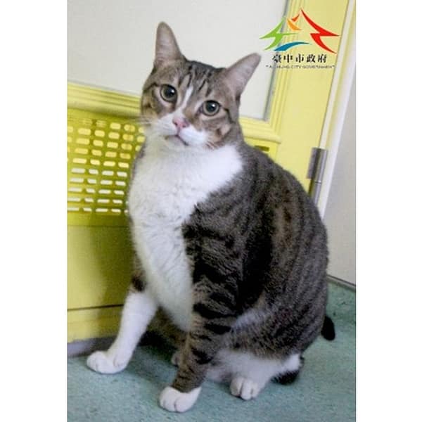 【待認養】混種貓 貓 (男生) - 臺中市動物之家后里園區