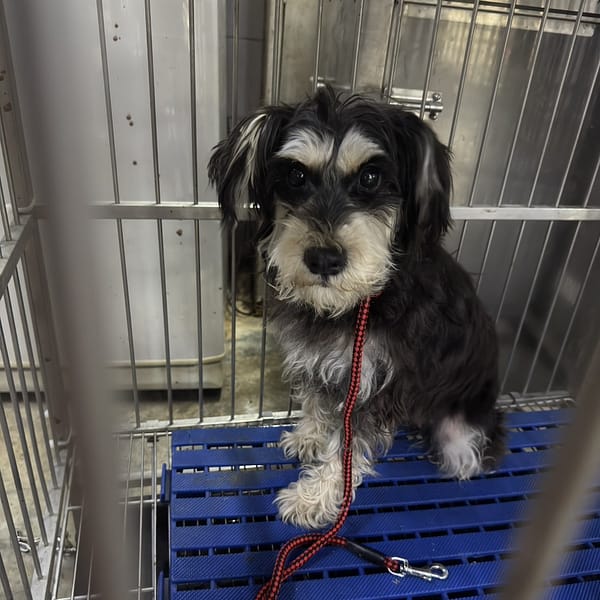 【待認養】迷你雪納瑞 狗 (女生) - 新北市新店區公立動物之家