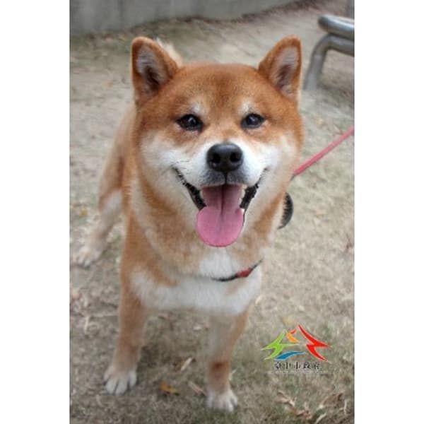 【待認養】柴犬 狗 (男生) - 臺中市動物之家后里園區