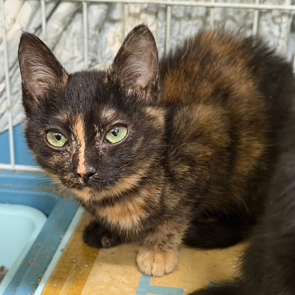 【待認養】混種貓 貓 (女生) - 臺南市動物之家灣裡站